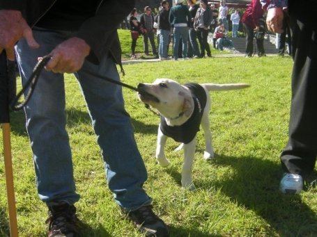marley and me puppy years. Crazy puppy at Pride Day